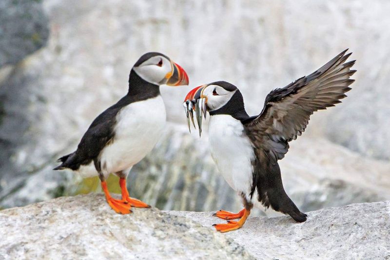 [Save Wildlife & Forest ] ทำไมลูกนกพัฟฟินแอตแลนติก (Atlantic Puffin ...