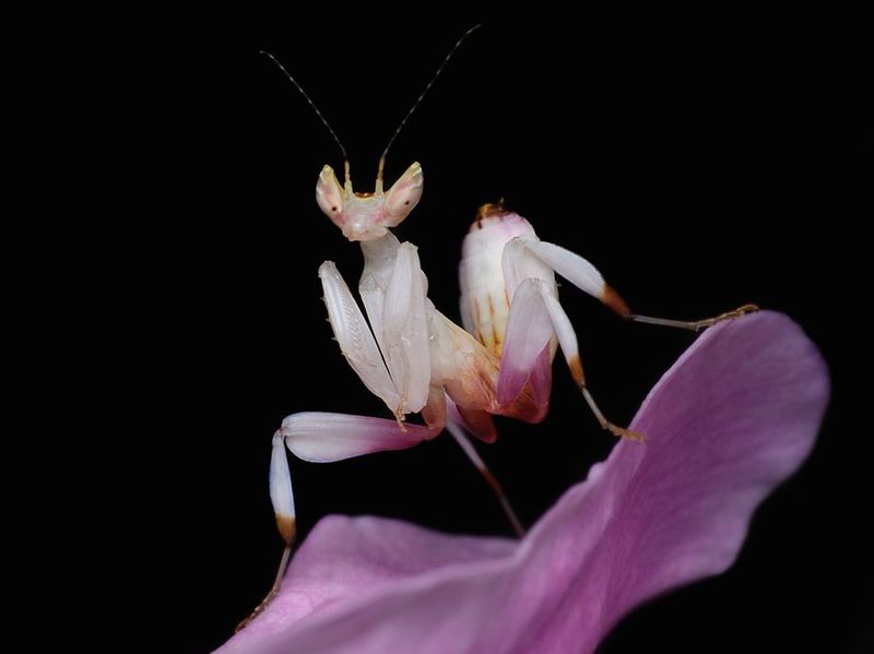 [คลังความรู้] "orchid mantis" ตั๊กเเตนตำข้าวกล้วยไม้สีชมพู สวย สง่า
