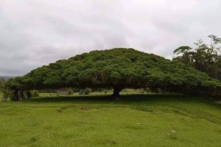 [Seedforest] จามจุรี (Samanea) ต้นไม้ยืนต้นขนาดใหญ่ให้ร่มเงามากที่สุดใน ...