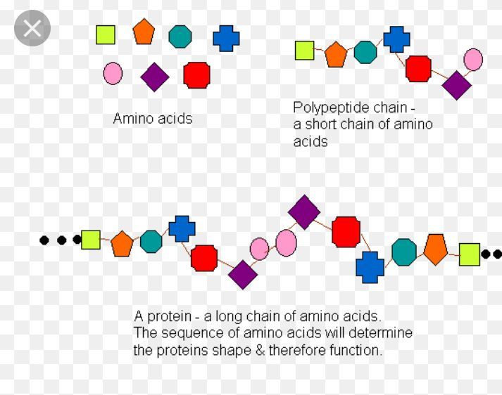 [โปรตีนอุดตัน] โปรตีนอุดตัน ตอนที่ 10 การอุดตันที่แท้จริง สารอาหารตัว