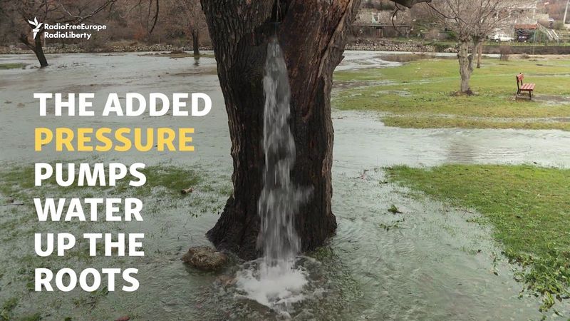 Montenegro’s Gushing Water Tree