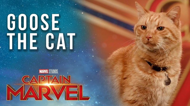 Goose the Cat gets ready for the Captain Marvel Red Carpet!
