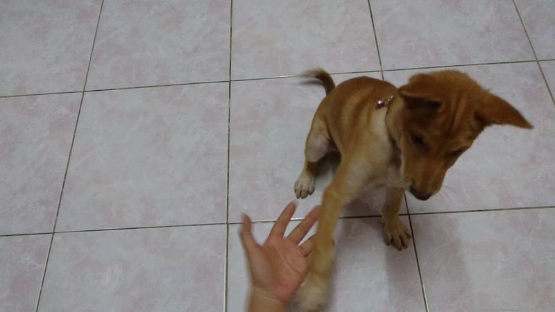เจ้าหลง ชีวิตน้อย ๆ ข้างถังขยะ : ขอมือก่อนกินข้าว