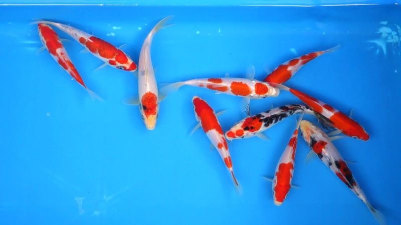 ปลาคาร์ฟลูกนอกคัดเกรด
