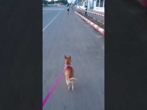 เจ้าหลง ชีวิตน้อย ๆ ข้างถังขยะ ออกวิ่ง 5 km