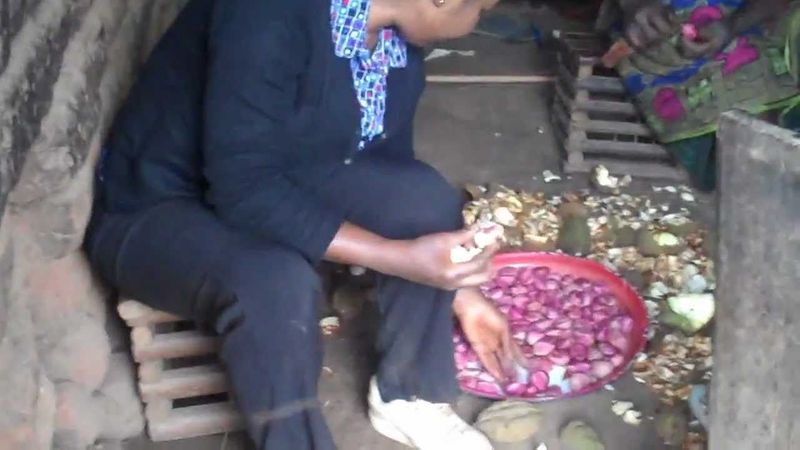 What is a Kola Nut