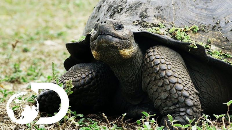 The Biggest Tortoise In the World