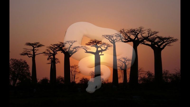 African Legends of the Ancient Baobab Tree