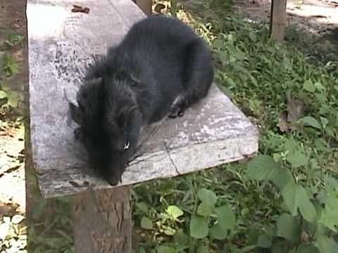 Laotian rock rat