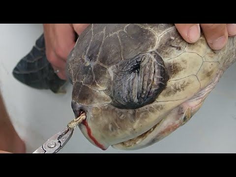 Removing a plastic straw from a sea turtle’s nostril