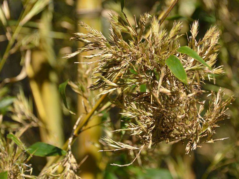‘Once-in-a-hundred years’ sightings of bamboo blossoms reported in Japan