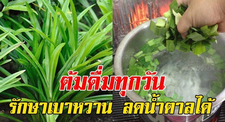 ใบเตย มีประโยชน์ถึง 13 ข้อ ที่คุณจะต้องชอบแน่นอน - สาระ 1000 อัพเดต