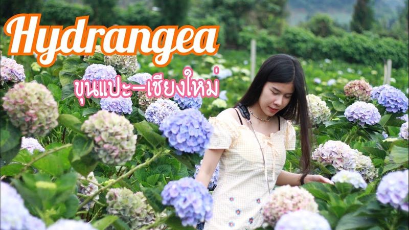 เที่ยวขุนแปะ ทุ่งดอกไฮเดรนเยียเชียงใหม่