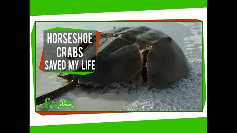Horseshoe Crabs Saved My Life