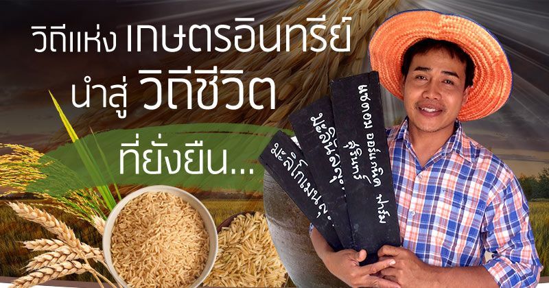 Satom Farm Organic Farm : Surin - แซตอม ออร์แกนิค ฟาร์ม : สุรินทร์