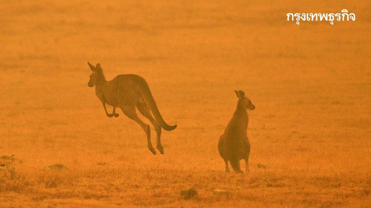 ‘ไฟป่าออสเตรเลีย’ มหันตภัยไร้จุดจบ