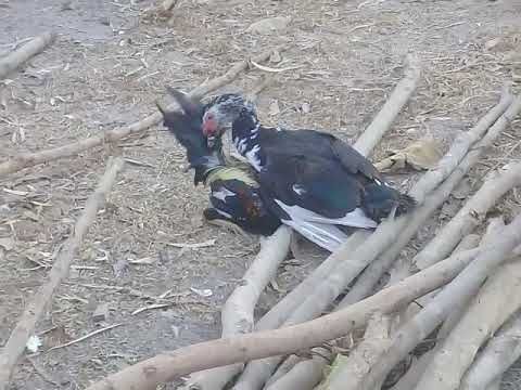 ຕົວໃດເກັ່ງບາດນີ້
