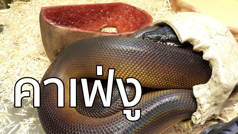 พาเที่ยว คาเฟ่งู [Snake Cafe] - Hobbyslam