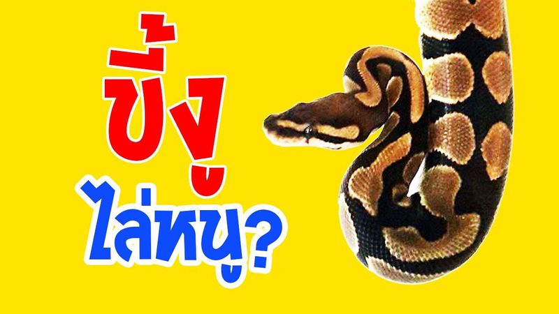 พิสูจน์ ขี้งู คราบงู ไล่หนูได้จริงหรือไม่ ?