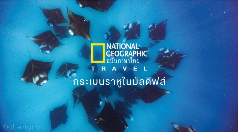 แมนต้าเรย์ (Manta ray) หรือกระเบนราหู รวมตัวกันเพื่อสังสรรค์อาหารมื้อใหญ่