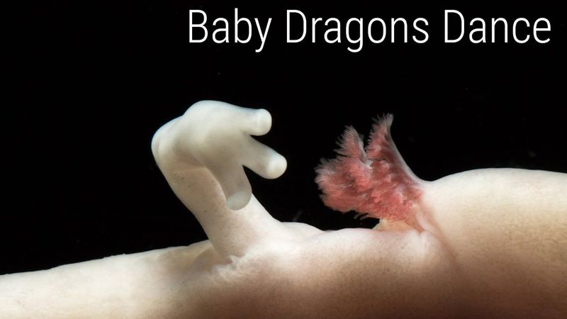 Baby Dragons Dance
