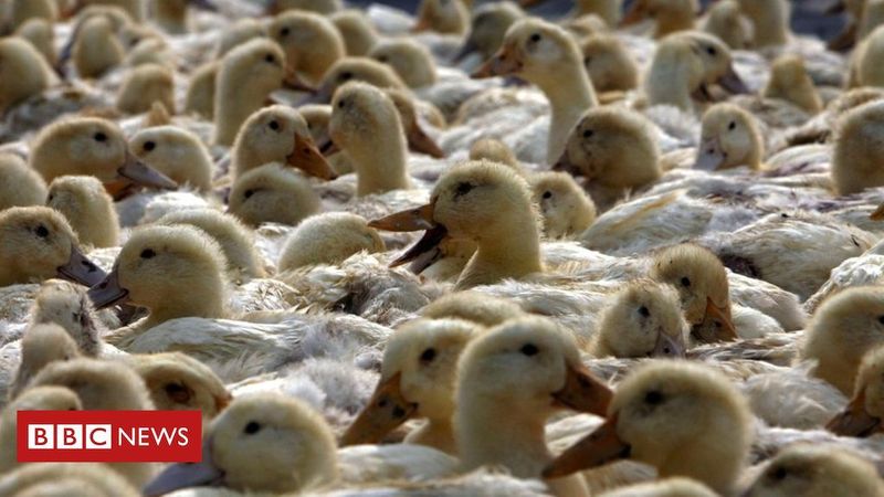 China may deploy ducks to battle with locusts