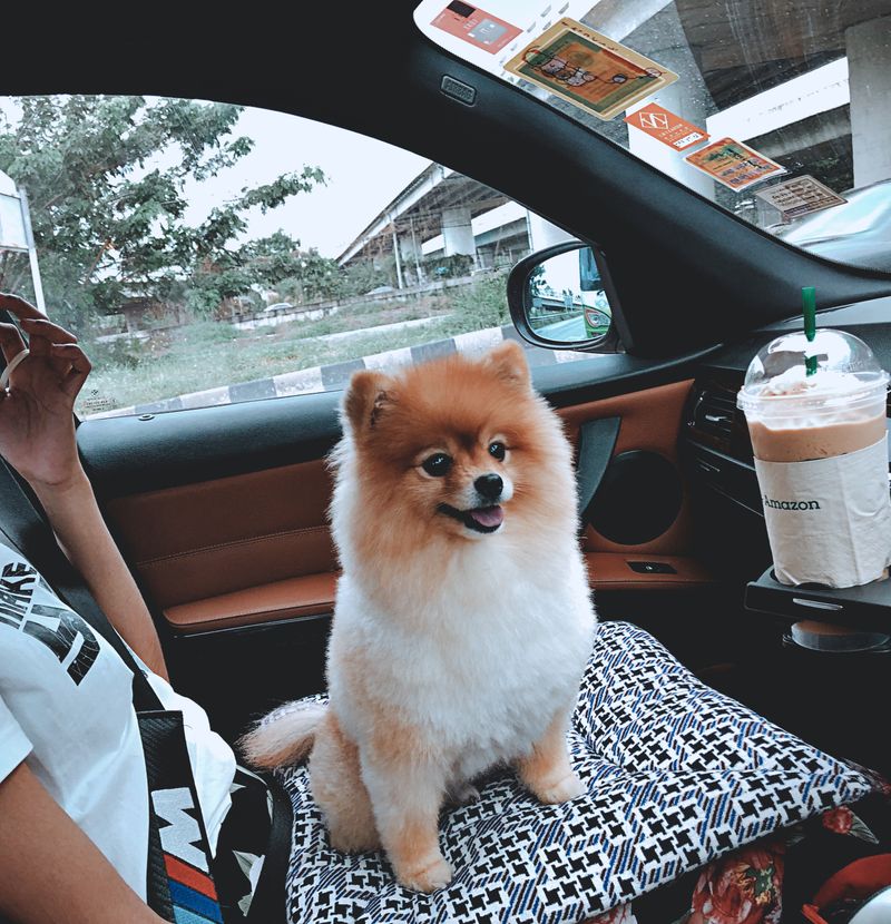 [Nike Dog] สวัสดีวันศุกร์ครับผม💙 ช่วงนี้รักษาสุขภาพ ใส่แมส ทาเจลกันให้