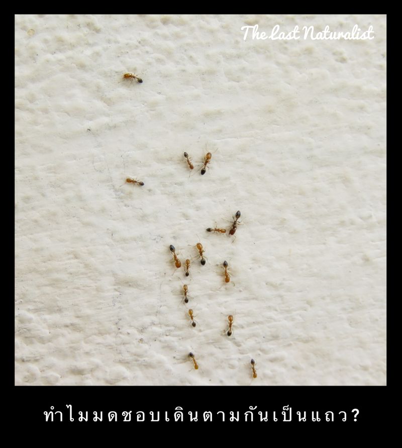 The Last Naturalist - ธรรมชาติวิทยา] ทำไมมดถึงชอบเดินตามกันเป็นแถว? - Trail  Pheromone And Tandem Run บ่อยครั้งที่เราเห็นมดเดินตามกันเป็นแถวยาว  โดยเฉพาะอย่างยิ่งเมื่อมดนั้นเจอแหล่งอาหารเราก็มักจะเห็นมด เดินเรียงแถวเชื่อมต่อไปกลับระหว่างแหล