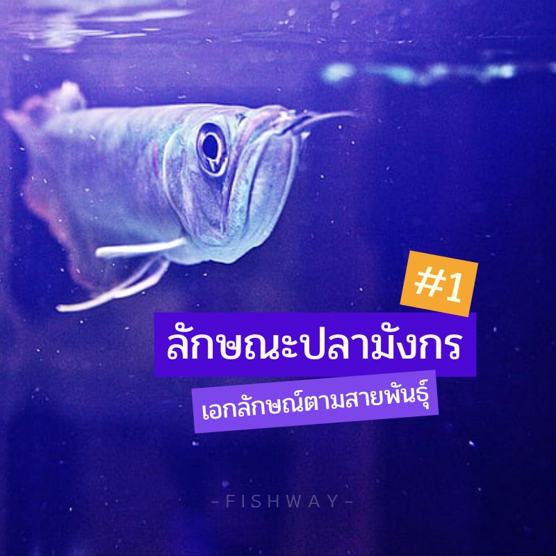 My Image 12