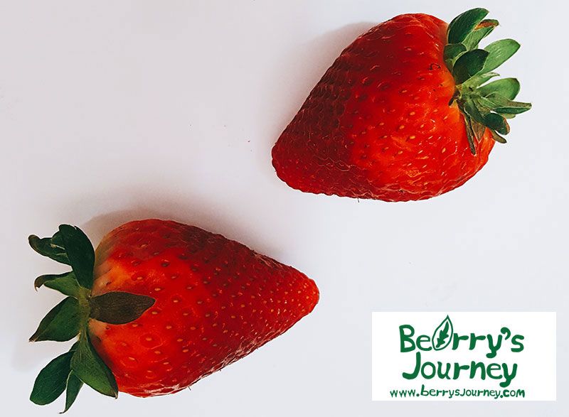 Berry'S Journey] ปลูก สตอเบอรี่ ด้วยเมล็ด ทำได้ไม่ยาก การปลูก สตอเบอรี่  ด้วยเมล็ด ถือว่าเป็นวิธีหนึ่งที่ทำได้ไม่ยาก และประหยัดต้นทุน