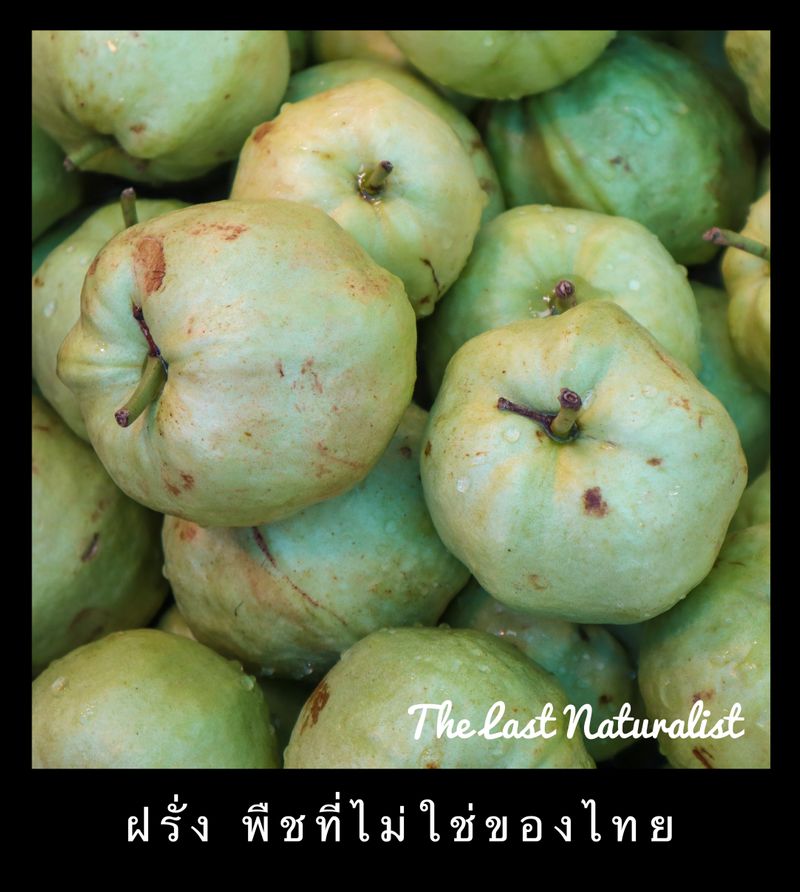 The Last Naturalist - ธรรมชาติวิทยา] ฝรั่ง พืชที่ไม่ใช่ของไทย ฝรั่งในภาษาไทยมีสองความหมาย  ความหมายแรกคือ ต้นไม้ชนิดหนึ่งที่มีผลที่กินได้ ส่วนความหมายที่สอง คือ  ชนชาติผิวขาว นอกจากนั้นเรายังเอาคำว่าฝรั่งมาต่อชื่อของสิ่งต่างๆ  เพื่อระบุว่าส