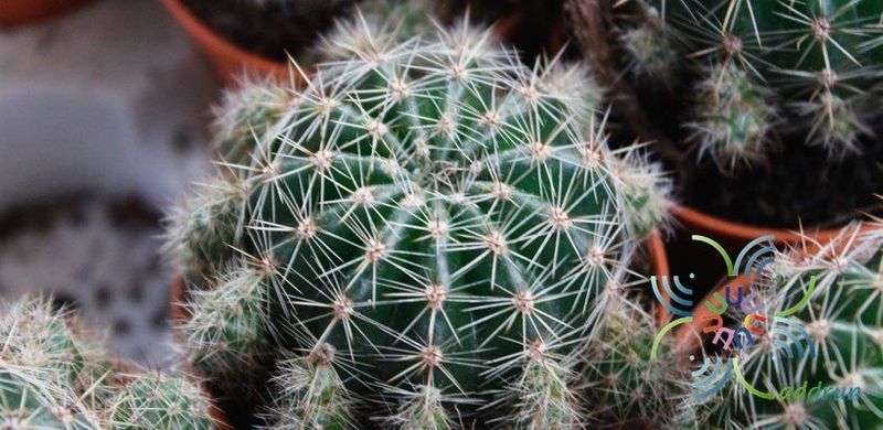 ดาวล้อมเดือน Echinopsis calochlora K.Schum.