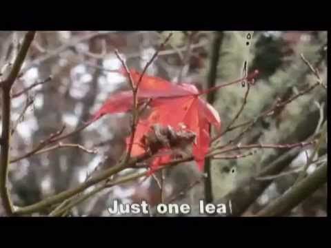 The last leaf : The Cascades