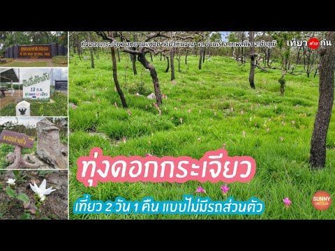 เที่ยวชัยภูมิ​ l ”ทุ่งดอกกระเจียว” เที่ยว 2 วัน 1 คืนแบบไม่มีรถส่วนตัว อช.ป่าหินงาม l Siam Tulip