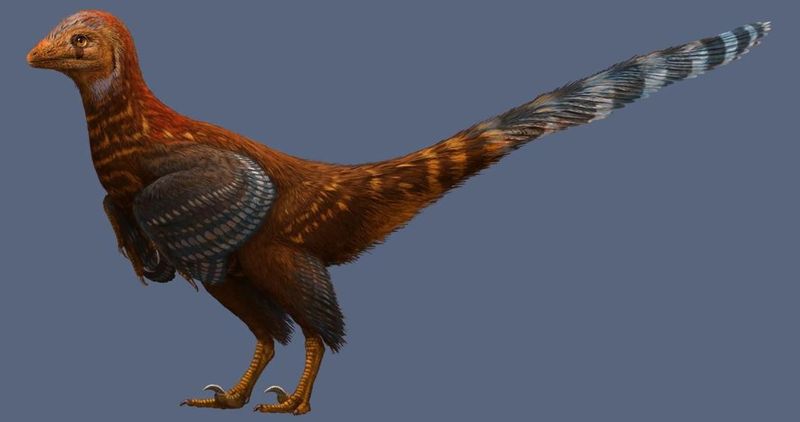 A New Chicken-like Dinosaur Was Just Discovered in China