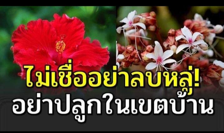 Phatcharee. Chanyim] รู้ไว้ใช่ว่า 10 ต้นไม้ที่ไ ม่ควรปลูกในบ้าน ตามความเชื่  อของคนโบราณ ตามตำราความเชื่ อแต่โบราณที่สืบต่อกันมาบอกว่า มีต้นไม้หลายประเภ  ท ที่ไ ม่ควรปลูกในบ้าน เพราะถือว่าเป็นต้นไม้ไ ม่มงคล ถ้าหากปลูกไปแล้ว