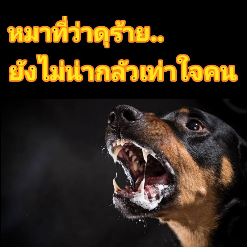 Art Phanupong สังคมความเป็นไปได้] เมื่อก่อน..ในซอยบ้านจะมีหมาตัวนึง  มันคงไม่ค่อยชอบขี้หน้าผมเท่าไหร่ ทุกครั้งที่ผมเดินผ่านหน้าบ้านมัน  มันจะเห่ากระโจนใส่ประตูเหล็กอย่างบ้าคลั่งปานกับว่าผมเคยไปฆ่าแม่มันตาย  เวลาผมไปซื้อของหน้าปากซอย ผมเค