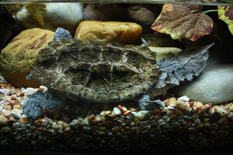 [MEESARA] เต่ามาทามาทา หรือ Chelus fimbriatus พวกมันเป็นเต่าน้ำจืดคอยาว ...