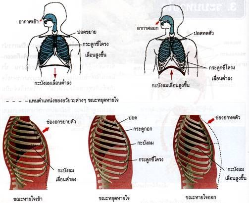 กลไกการหายใจเข้า-ออกของคน