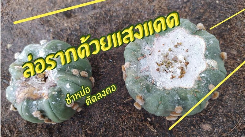 วิธีชำหน่อและตัดลงตอแคคตัส ด้วยการล่อรากด้วยแสงแดด