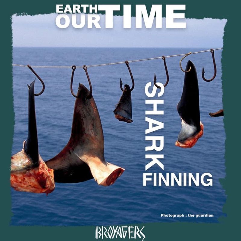 [meskhaow'sเขียนไปเรื่อย] "Shark fin is purely cartilage, the same