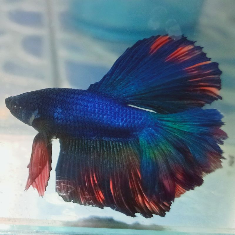 [AorAr 's Fish Condo & Betta Splendens.] https://s.lazada.co.th/s.hnYzd