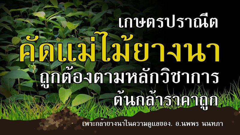 ต้นกล้ายางนาราคาถูก ขั้นตอนเพาะกล้าถูกต้องตามหลักวิชาการที่โรงเรียนปลูกป่า อ.เมือง จ.ขอนแก่น