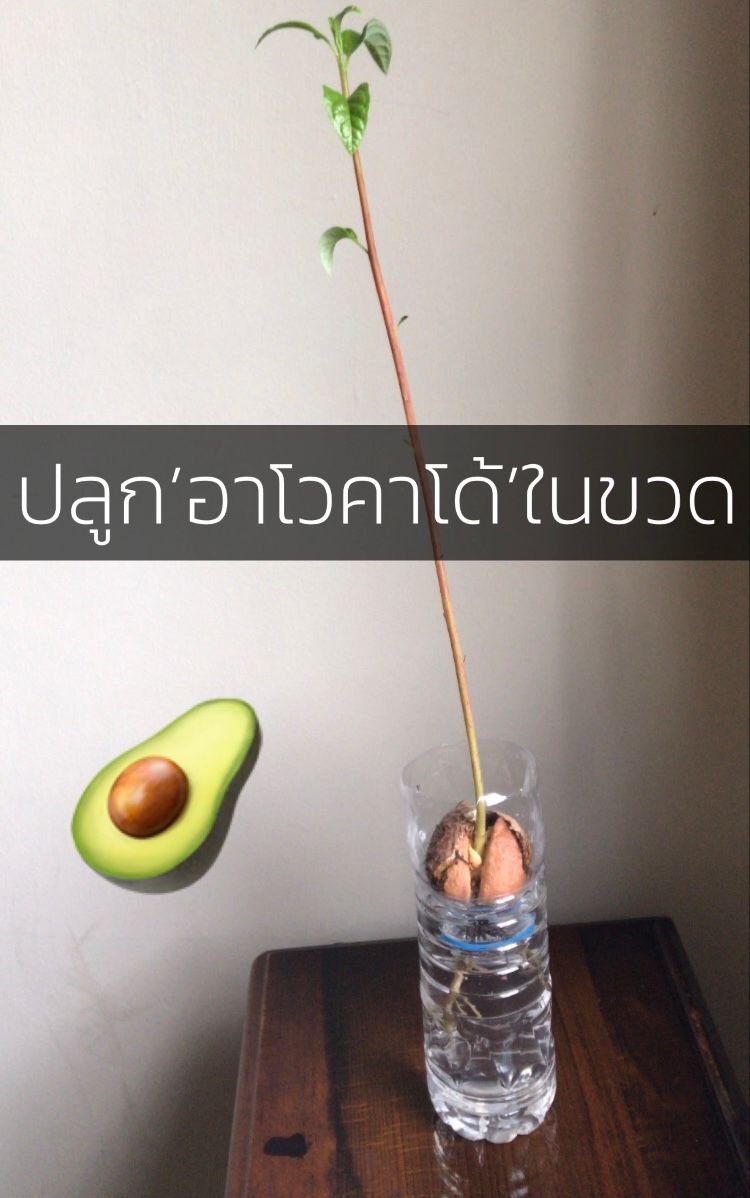 Growing Utopia [เขาใหญ่]] ปลูก'อาโวคาโด้'ในขวด(ง่ายๆ)🥑🥑🥑🥑🥑🥑 จาก  วัสดุเหลือใช้ในบ้าน