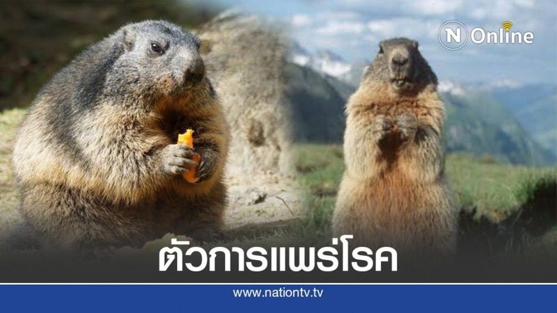 ทำความรู้จัก มาร์มอต ต้นเหตุพาหะกาฬโรคในจีน