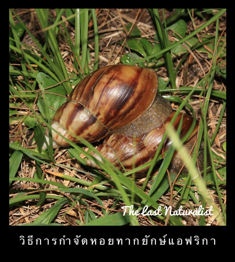 รวมกัน 99+ ภาพพื้นหลัง หอยทากแอฟริกัน คมชัด