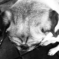The Smokin’ Pug
