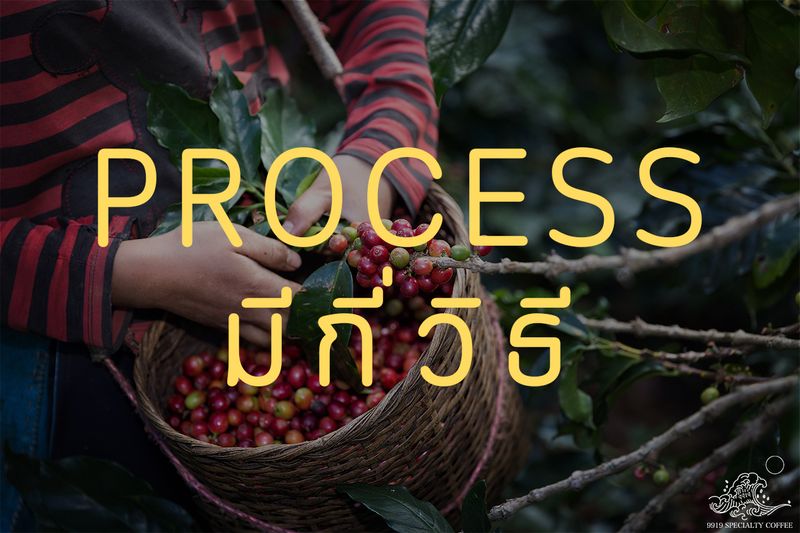 [9919 Specialty Coffee] PROCESS กาแฟ คืออะไร และมีกี่วิธี การ PROCESS ...