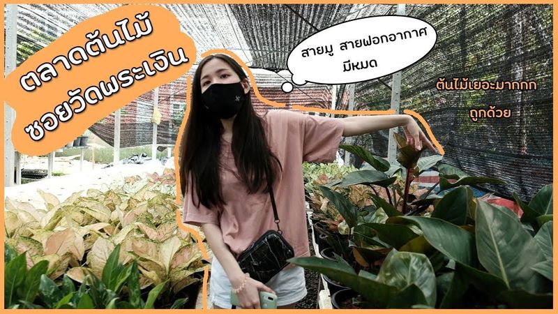 ตลาดต้นไม้ซอยวัดพระเงิน ต้นไม้เยอะมาก