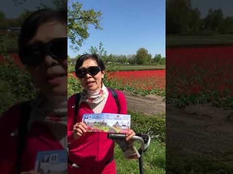 Bicycle Ride amid tulips , Lisse